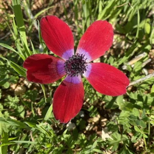 Anemone coronaria red