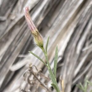 Convolvulus oleifolius Dark, patent hair on sepals