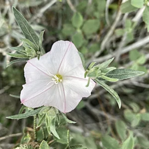 Convolvulus × cyprius hybrid