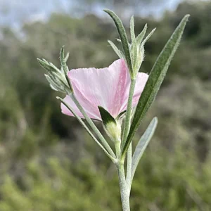 Convolvulus × cyprius hybrid