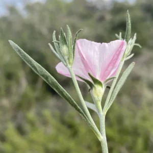 Convolvulus × cyprius Bracts exceed the calyx