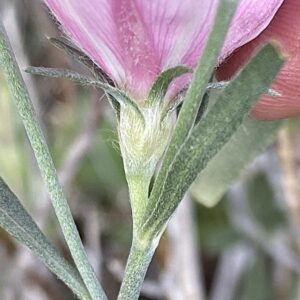 Convolvulus × cyprius The indumentum on the calyx is somewhat spreading (patent)
