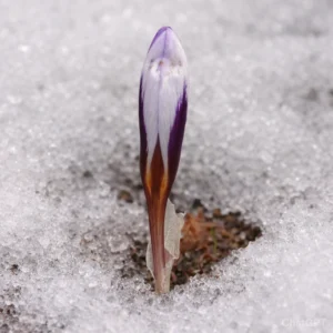 Crocus cyprius