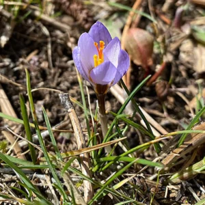 Crocus cyprius blue