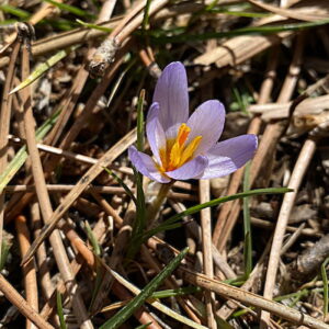 Crocus cyprius