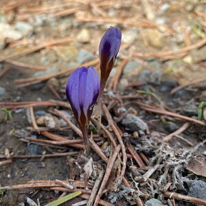 Crocus cyprius