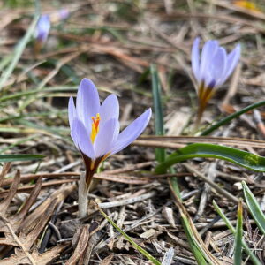 Crocus cyprius