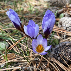 Crocus cyprius