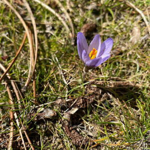 Crocus cyprius