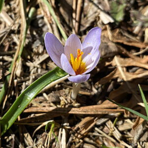 Crocus cyprius