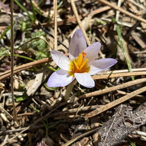 Crocus cyprius