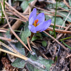 Crocus cyprius