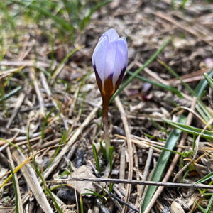 Crocus cyprius