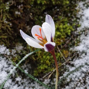 Crocus hartmannianus