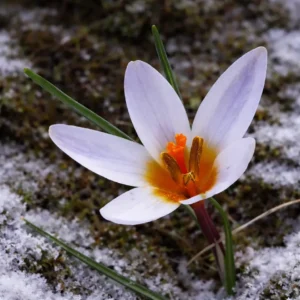 Crocus hartmannianus