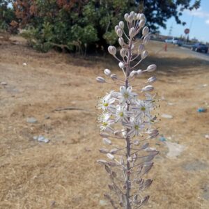 Drimia aphylla inflorescence