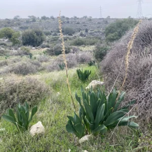 Drimia aphylla Leaves in January