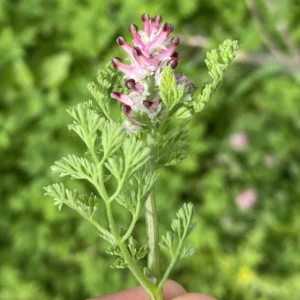 Fumaria judaica subsp. judaica Young flowering shoot