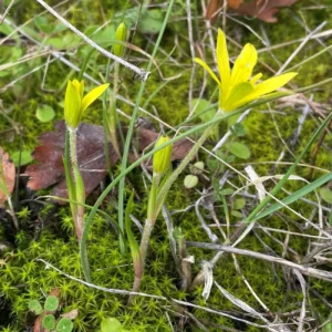 Gagea peduncularis Basal leaf the tallest