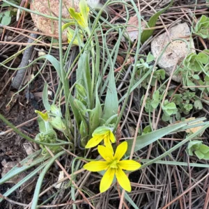 Gagea peduncularis Basal leaves vs other leaves