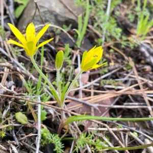 Gagea peduncularis Cauline and basal leaves