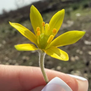 Gagea peduncularis Hairy, thick peduncle