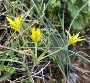 Gagea peduncularis Peduncles appearing from stem