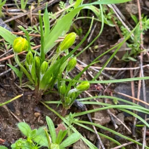Gagea peduncularis Young plants