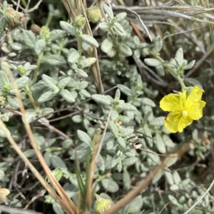 Helianthemum stipulatum