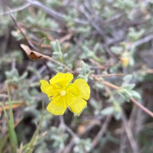 Helianthemum stipulatum