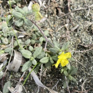Helianthemum stipulatum