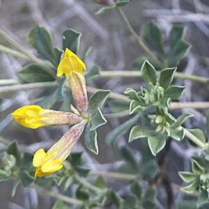 Lotus cytisoides Bracts