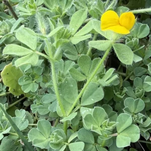 Lotus ornithopodioides