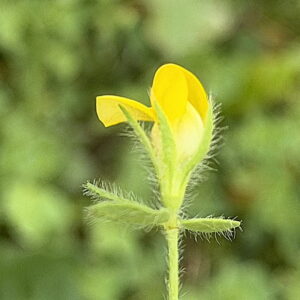 Lotus ornithopodioides Indumentum, bracts