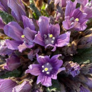 Mandragora officinarum