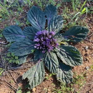 Mandragora officinarum