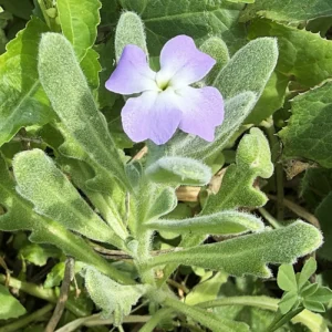 Matthiola tricuspidata