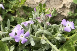 Matthiola tricuspidata Hairy leaves