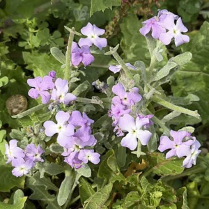 Matthiola tricuspidata Three-horned pods