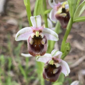 Ophrys bornmuelleri subps. grandiflora