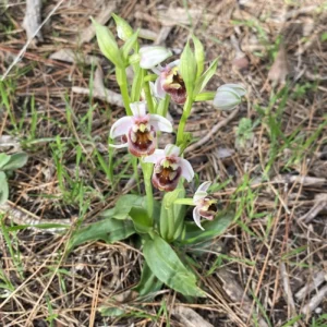 Ophrys bornmuelleri subps. grandiflora