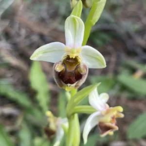 Ophrys bornmuelleri subsp. grandiflora
