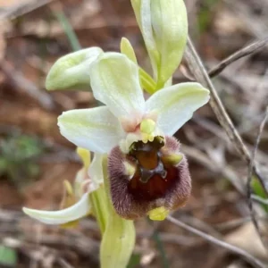 Ophrys levantina