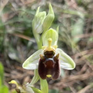 Ophrys levantina