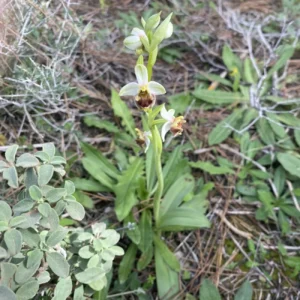 Ophrys levantina