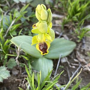 Ophrys lutea subsp. galilea