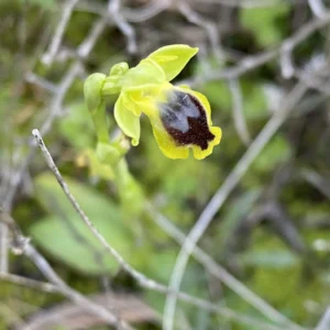 Ophrys lutea subsp. galilea