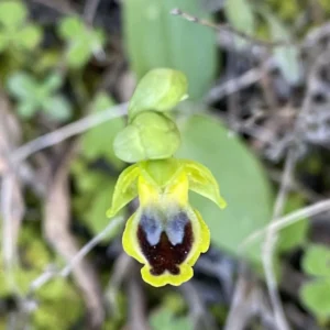 Ophrys lutea subsp. galilea