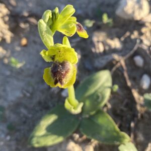Ophrys lutea subsp. galilea