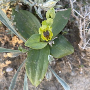 Ophrys lutea subsp. galilea